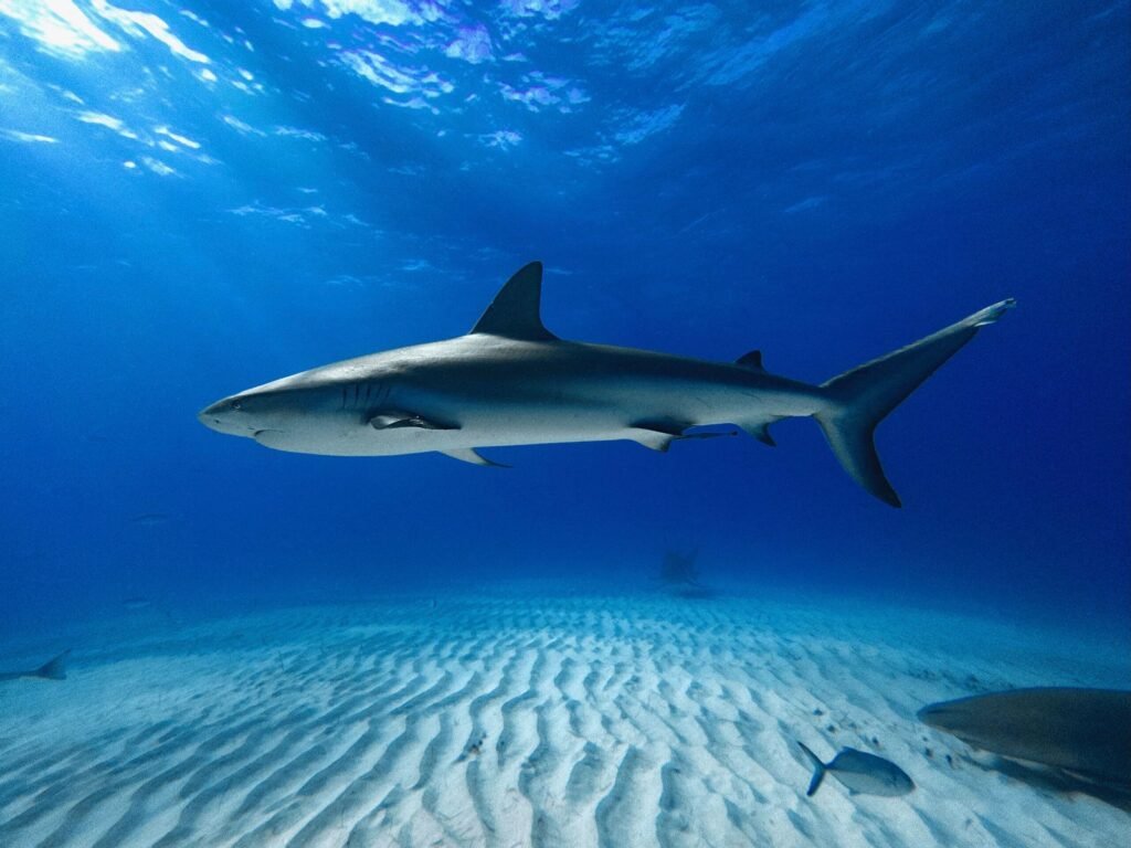 Full_Shot_of_a_Caribbean_Reef_Shark_at_Tiger_Beach_Bahamas-scaled